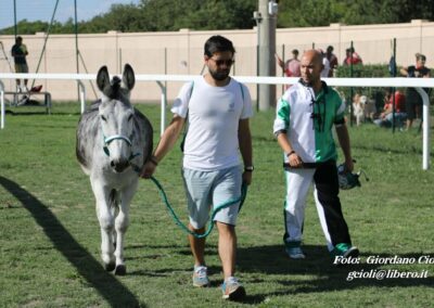 Palio dei Ciuchi Asciano